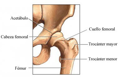 Estructura de la cadera